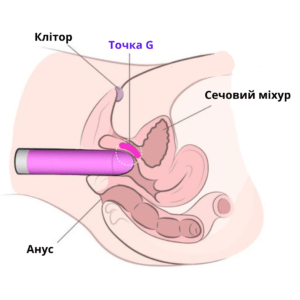 Клітор